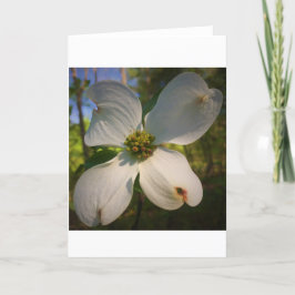 Dogwood Blommar, kort