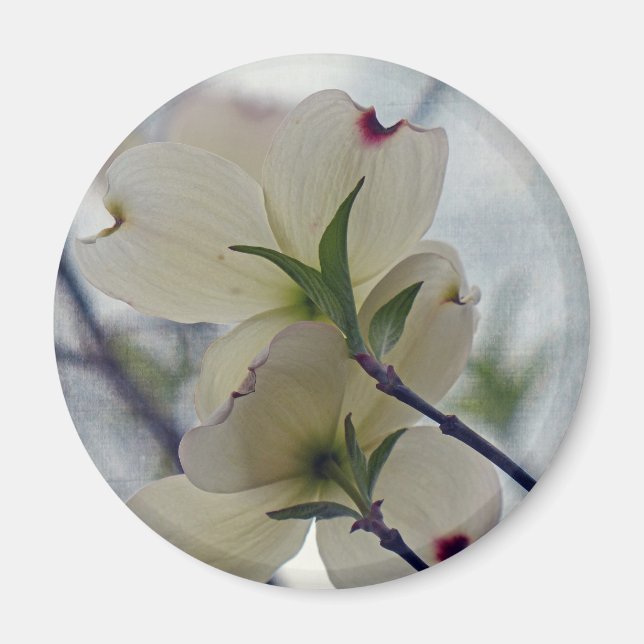 Dogwood-Blommar Magnet (Framsidan)