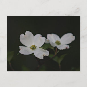 Dogwood Blommar Postcard Vykort