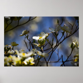 Dogwood Blommar Poster