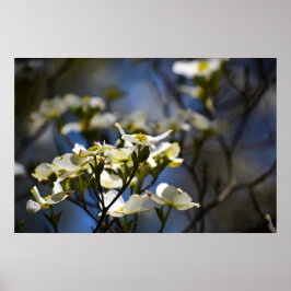 Dogwood Blommar Poster