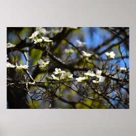 Dogwood Blommar Poster