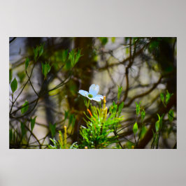Dogwood Blommar Poster