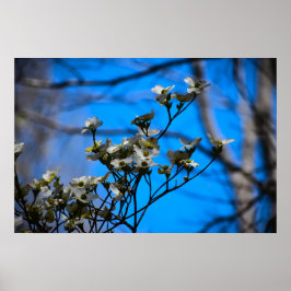 Dogwood Blommar Poster