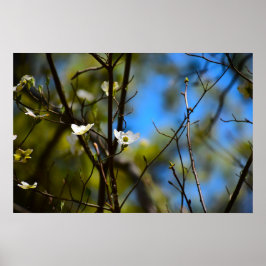 Dogwood Blommar Poster