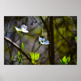 Dogwood Blommar Poster