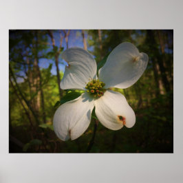 Dogwood Blommar Poster