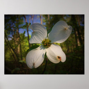 Dogwood Blommar Poster