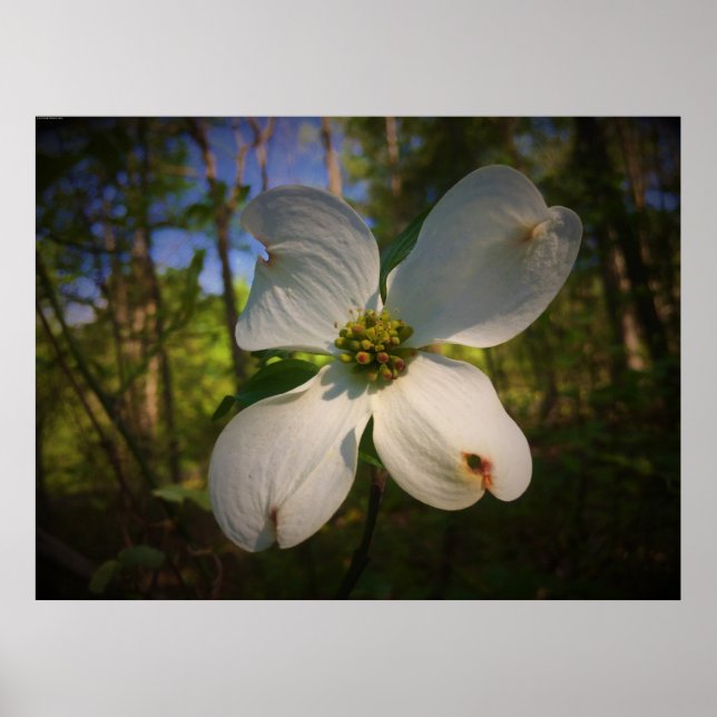 Dogwood Blommar Poster (Framsidan)