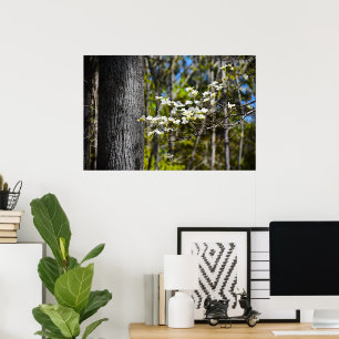 Dogwood Blommar Poster