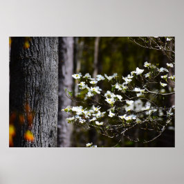 Dogwood Blommar Poster