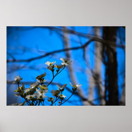 Dogwood Blommar Poster