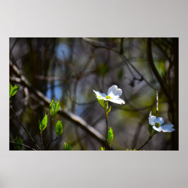 Dogwood Blommar Poster