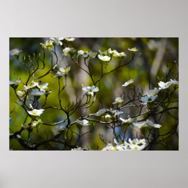 Dogwood Blommar Poster