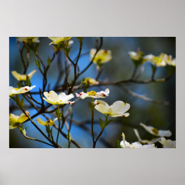 Dogwood Blommar Poster