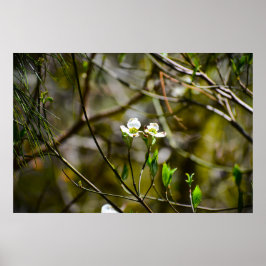 Dogwood Blommar Poster