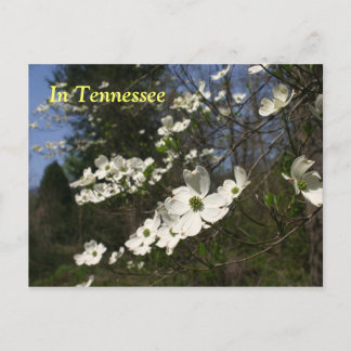 Dogwood-Blommar Vykort