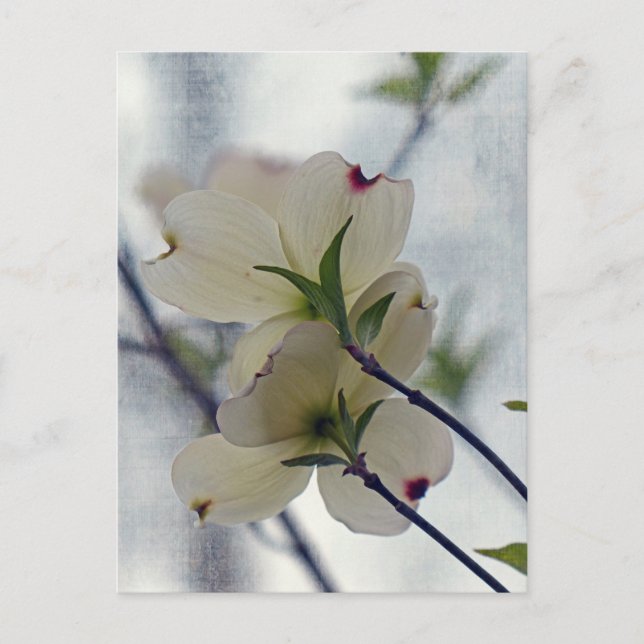 Dogwood-Blommar Vykort (Framsida)