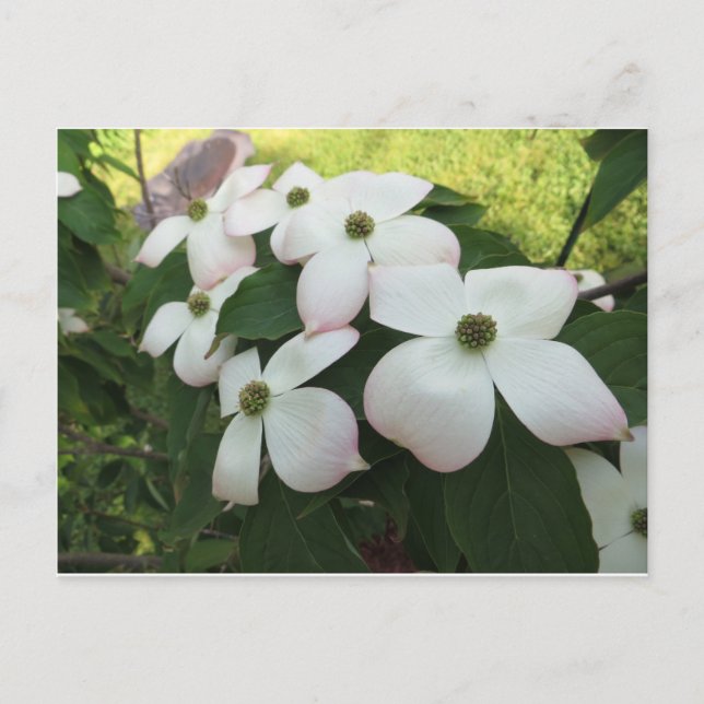 Dogwood-Blommar Vykort (Framsida)