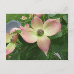 Dogwood Blommar Vykort
