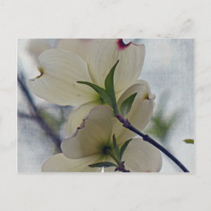 Dogwood-Blommar Vykort