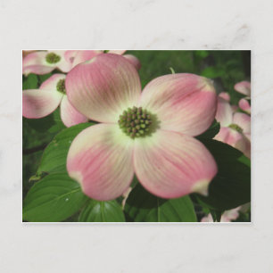 Dogwood Blommar Vykort