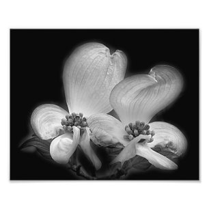 Dogwood Blommars Black and White High Contrast Fototryck