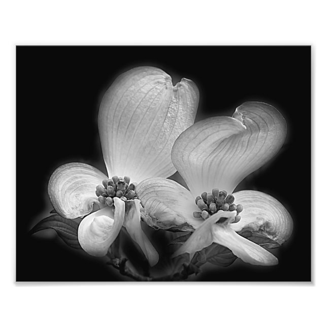 Dogwood Blommars Black and White High Contrast Fototryck (Framsidan)