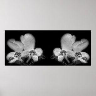Dogwood Blommars Black and White Spegel Abstrakt Poster