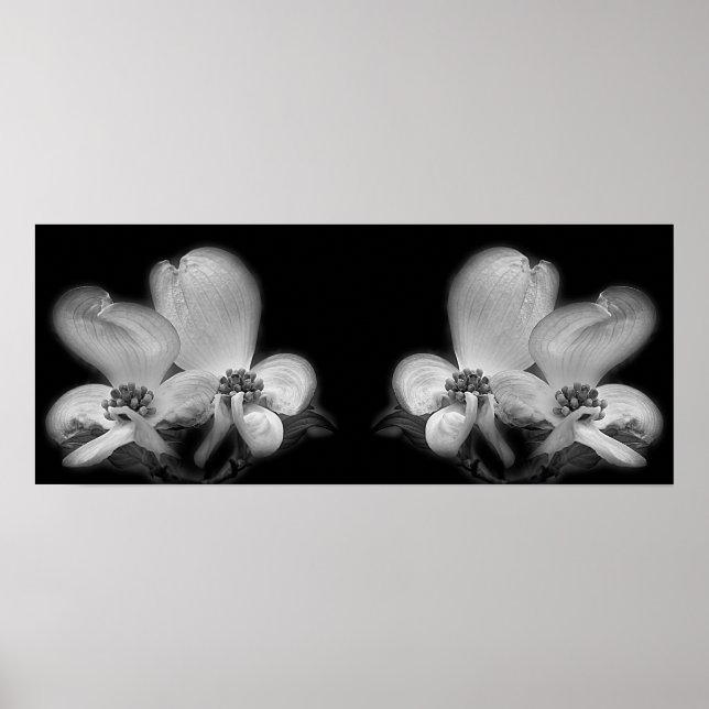 Dogwood Blommars Black and White Spegel Abstrakt Poster (Framsidan)
