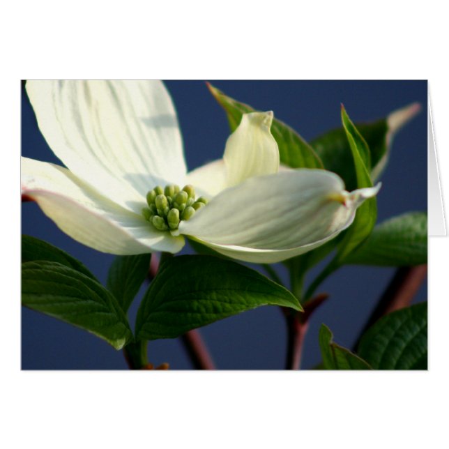 Dogwood Bloom Hälsningskort (Framsidan Horizontal)