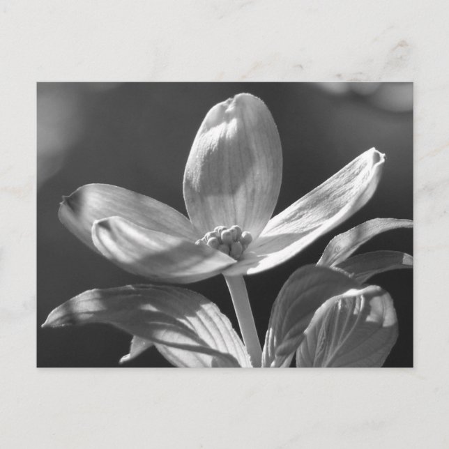 Dogwood Bloom Vykort (Framsida)