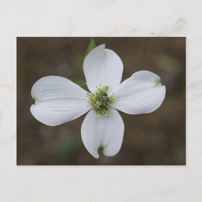 Dogwood Bloom Vykort (Framsida)