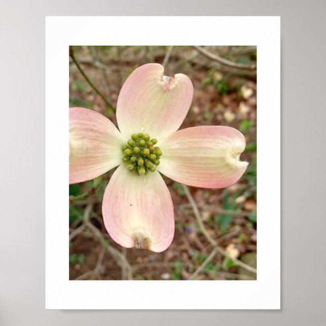 Dogwood Blossom Poster (Framsidan)