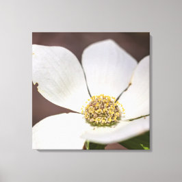 Dogwood Canvastryck
