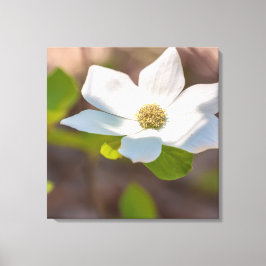 Dogwood Canvastryck