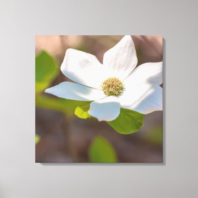 Dogwood Canvastryck (Framsida)