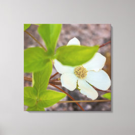 Dogwood Canvastryck