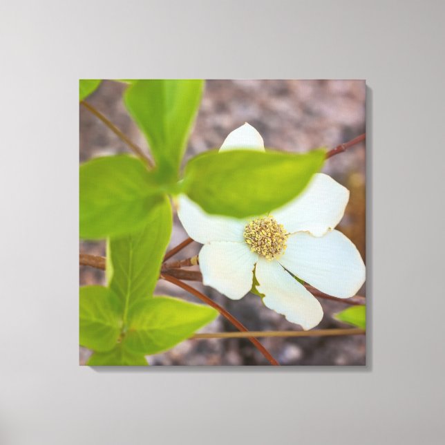 Dogwood Canvastryck (Framsida)