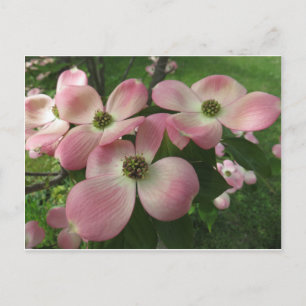 Dogwood Cluster Vykort