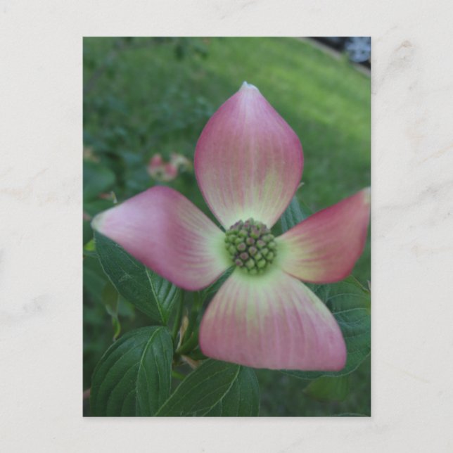 Dogwood Cross Vykort (Framsida)
