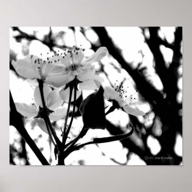 Dogwood Days Poster (Framsidan)