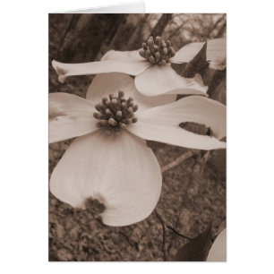 Dogwood Duo OBS Kort