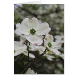 Dogwood Flower Blommar Tillfällen Hälsning Hälsningskort