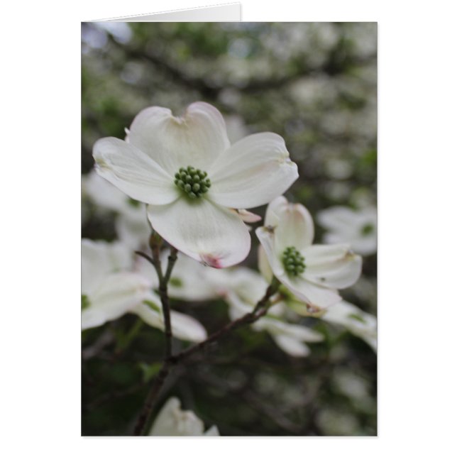 Dogwood Flower Blommar Tillfällen Hälsning Hälsningskort (Framsidan)