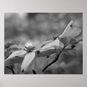 Dogwood Flower Close Up Black White Photo Print Poster
