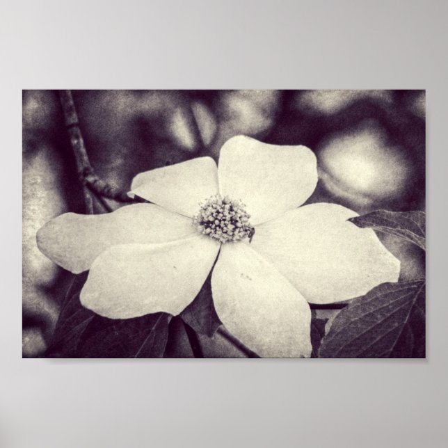 Dogwood Flower Poster (Framsidan)