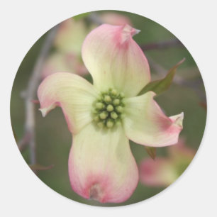 Dogwood Flower Runt Klistermärke