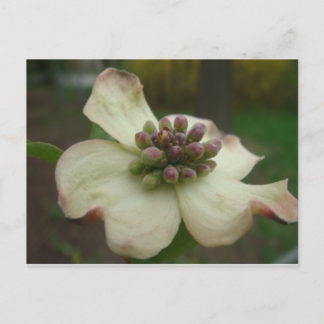 Dogwood Flower Vykort (Framsida)