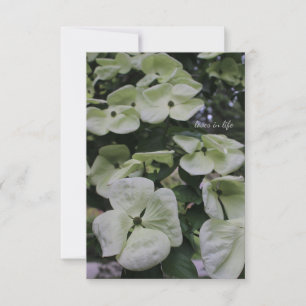 Dogwood Flowers Anteckningskort